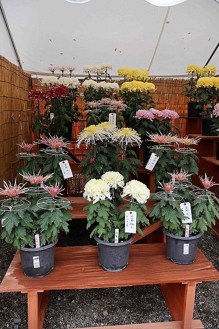 上田市の生島足島神社境内で「菊花展」2025が開催中！ ☆13日まで